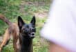 Local man running saves family from crazed Belgian Malinois in San Pedro de Alcantara, Marbella