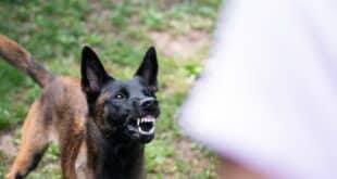 Local man running saves family from crazed Belgian Malinois in San Pedro de Alcantara, Marbella