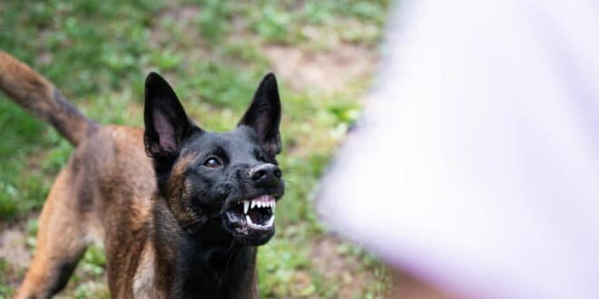 Local man running saves family from crazed Belgian Malinois in San Pedro de Alcantara, Marbella