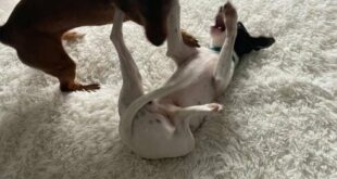 EXCLUSIVE: Former Swedish kayak champion, 63, who braved raging flood waters to rescue his dogs ‘would do it again’ – and hits back at Jerez mayor for labelling him ‘irresponsible’