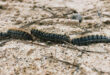 Spain sees early processionary caterpillars: Safety tips for pets and people