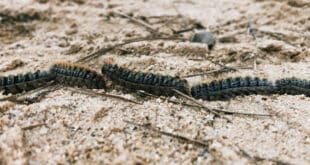 Spain sees early processionary caterpillars: Safety tips for pets and people
