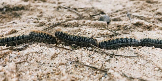 Spain sees early processionary caterpillars: Safety tips for pets and people