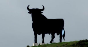 Torreblanca’s bull – The last remaining symbol of true Spain