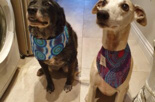 Need house-sitters for your pets? Try HouseSitMatch!