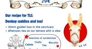 Donkey Dreamland Mother’s Day Tea