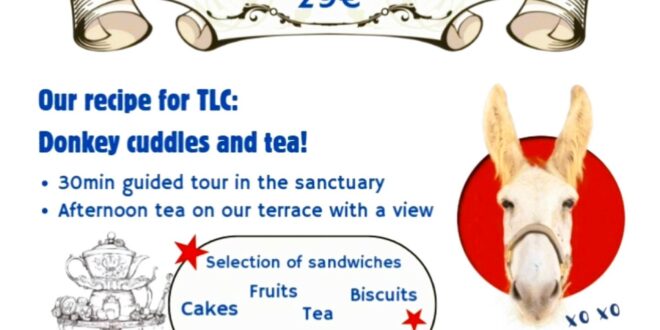 Donkey Dreamland Mother’s Day Tea