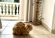 Tried house- and pet-sitting through HouseSitMatch yet?