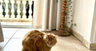 Tried house- and pet-sitting through HouseSitMatch yet?