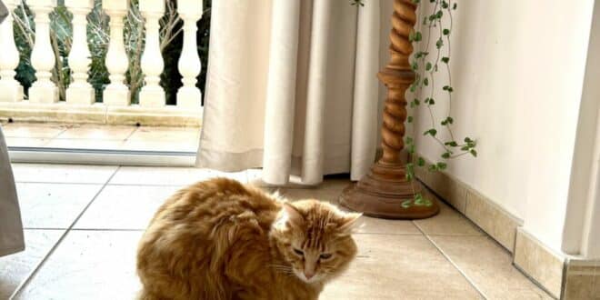 Tried house- and pet-sitting through HouseSitMatch yet?