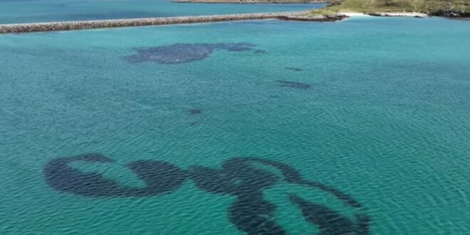 Strange ‘fairy circles’ spotted off Scotland – But scientists fear they could disappear