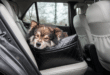 EU pet travel rules changing in Spain from April 2026