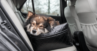 EU pet travel rules changing in Spain from April 2026