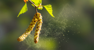 Doctors warn of record pollen levels expected to rise across Spain
