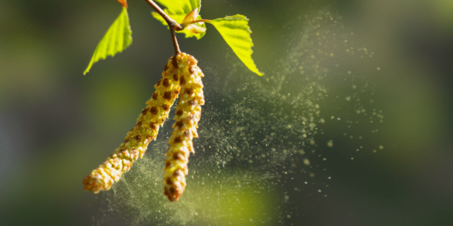Doctors warn of record pollen levels expected to rise across Spain