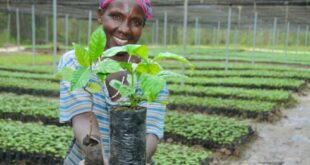 The Pearl of Africa: How Ugandan coffee is the sustainable sip for the Madrid Coffee Festival 2026