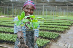 The Pearl of Africa: How Ugandan coffee is the sustainable sip for the Madrid Coffee Festival 2026