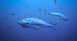 Goodbye to Cadiz’s prize catch? The iconic bluefin tuna could be leaving Spanish waters – and you can guess why