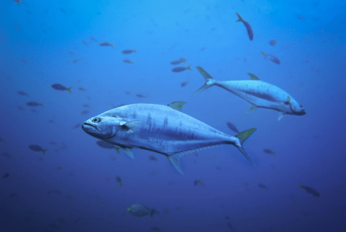 Goodbye to Cadiz’s prize catch? The iconic bluefin tuna could be leaving Spanish waters – and you can guess why