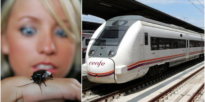 Malaga train line facing cockroach infestation