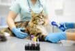 A helping paw: Pet owners in Andalucía eligible for new tax deduction