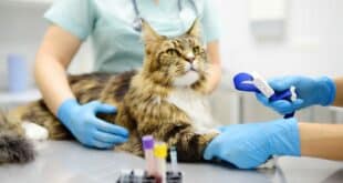 A helping paw: Pet owners in Andalucía eligible for new tax deduction