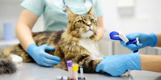 A helping paw: Pet owners in Andalucía eligible for new tax deduction