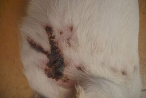 Man convicted of animal cruelty after cameras caught him spraying acid at neighbour’s barking dog in Spain