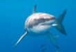 Are there Great White sharks off Granada's Costa Tropical?