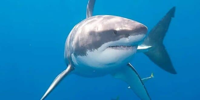 Are there Great White sharks off Granada's Costa Tropical?