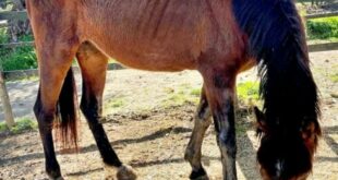 Campo de Gibraltar horse dealer who let animals become ‘living skeletons’ is finally jailed as four more are rescued from flooded field
