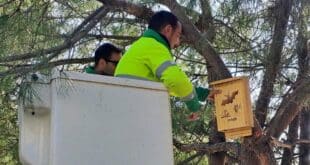 Estepona brings back the bats and owls as bug hunters into parks and gardens