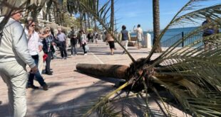 Tragedy narrowly avoided as high winds batter Costa del Sol and palm trees topple
