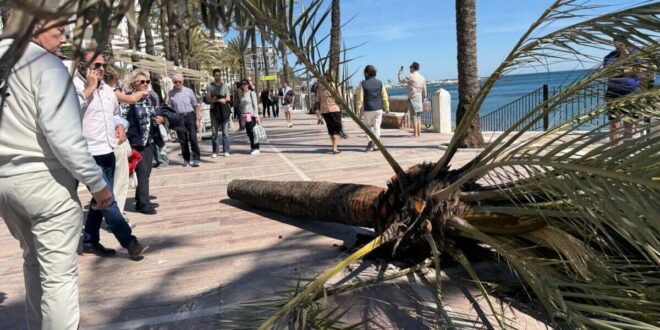 Tragedy narrowly avoided as high winds batter Costa del Sol and palm trees topple