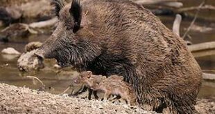 Public park bordering Barcelona forced to shut as African swine fever outbreak continues to spread - raising fresh fears for Spain's lucrative pork industry