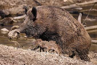 Public park bordering Barcelona forced to shut as African swine fever outbreak continues to spread - raising fresh fears for Spain's lucrative pork industry