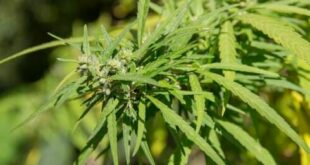 Second narco tunnel is discovered between Morocco and Spanish exclave of Ceuta