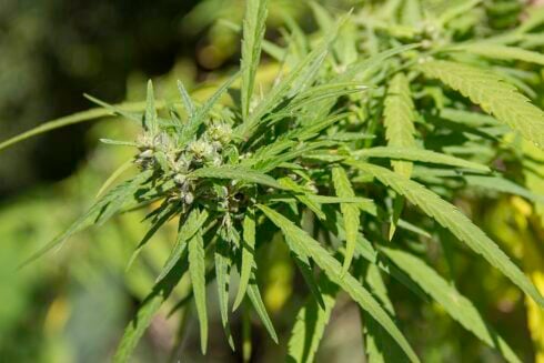 Second narco tunnel is discovered between Morocco and Spanish exclave of Ceuta