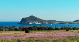 Bloomtime in the Cabo de Gata: Photographer captures incredible rare blossom after weeks of storms in one of Spain’s driest corners