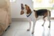 Can a barking dog get your neighbour kicked out in Spain? The law says yes