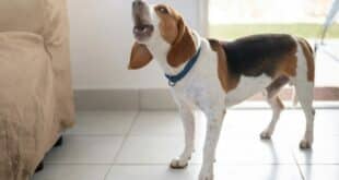 Can a barking dog get your neighbour kicked out in Spain? The law says yes