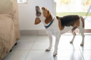 Can a barking dog get your neighbour kicked out in Spain? The law says yes