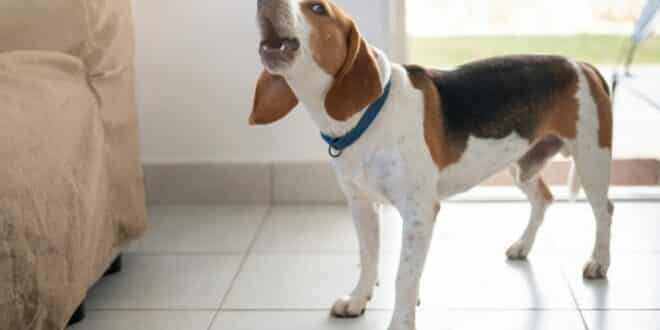 Can a barking dog get your neighbour kicked out in Spain? The law says yes