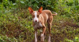 New EU law could provide same rights for hunting dogs as pets in Spain