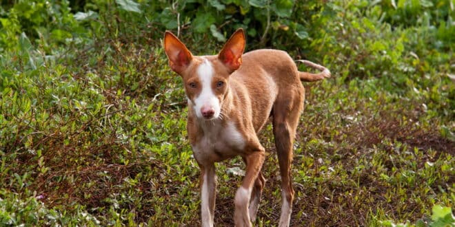 New EU law could provide same rights for hunting dogs as pets in Spain