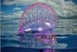 Portuguese man o' war spotted off Granada's Costa Tropical