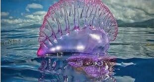 Portuguese man o' war spotted off Granada's Costa Tropical