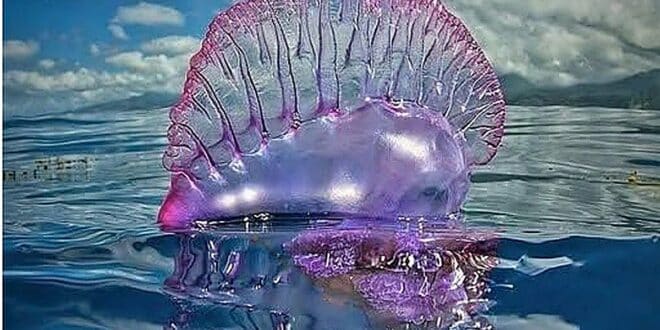 Portuguese man o' war spotted off Granada's Costa Tropical