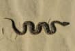 Spain snake bites reported as viper activity increases: What residents need to know