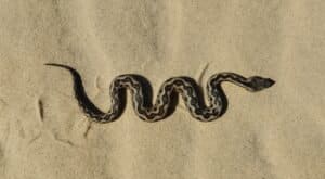 Spain snake bites reported as viper activity increases: What residents need to know